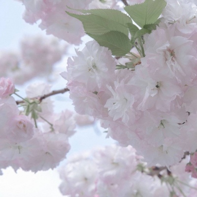 大荔福瑞交流群